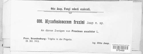 Myxofusicoccum fraxini image